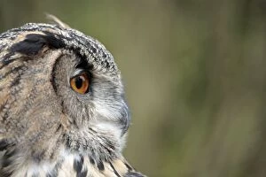 Images Dated 18th March 2010: Eurasian Eagle Owl - controlled conditions International
