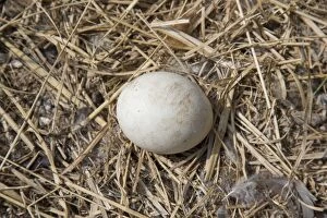 Eurasian Eagle-Owl - egg in nest - Sweden