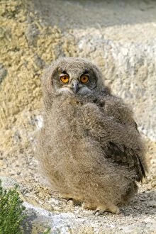 Images Dated 28th April 2011: Eurasian Eagle Owl - young