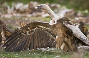 Images Dated 25th November 2008: Eurasian Griffon Vulture in aggressive posture at carcass