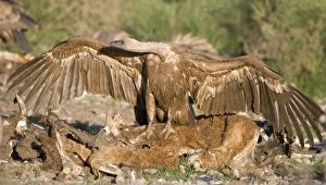 Images Dated 25th November 2008: Eurasian Griffon Vulture in aggressive posture at carcass