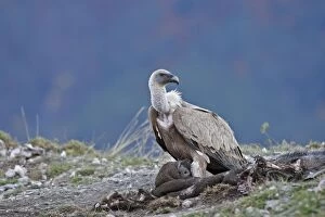 Eurasian Griffon Vulture - at feeding station