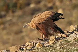 Eurasian Griffon Vulture - at feeding station. Pyrenees - Spain