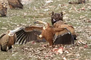 Eurasian Griffon Vulture - at feeding station. Pyrenees - Spain