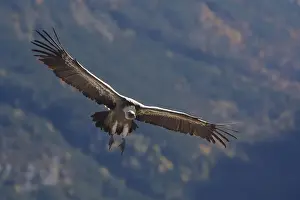 Eurasian Griffon Vulture - in flight. Pyrenees - Spain