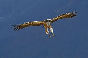 Images Dated 1st November 2007: Eurasian Griffon Vulture - in flight. Pyrenees - Spain