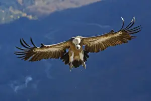 Eurasian Griffon Vulture - in flight. Pyrenees - Spain