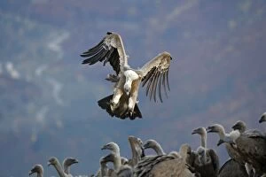 Images Dated 29th October 2007: Eurasian Griffon Vulture - in flight coming into land at feeding station. Pyrenees - Spain