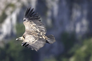 Images Dated 15th July 2006: Eurasian Griffon Vulture - in flight. Drome - France