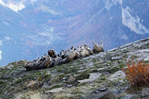 Images Dated 29th October 2007: Eurasian Griffon Vulture - group at feeding station. Pyrenees - Spain