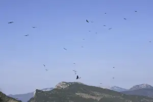 Soaring Prints: Eurasian Griffon Vulture - group in flight. Drome - France