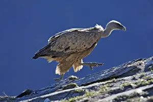 Eurasian Griffon Vulture. Pyrenees - Spain