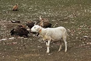 Images Dated 16th December 2009: Eurasian Griffon Vulture & sheep. Pyrenees - Spain