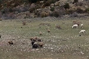 Images Dated 16th December 2009: Eurasian Griffon Vulture & sheep - at feeding station. Pyrenees - Spain