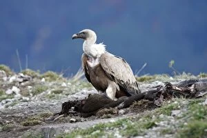 Eurasian Griffon Vulture - standing on prey at