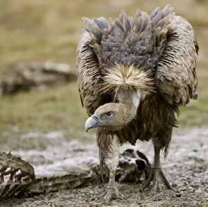 Eurasian Griffon Vulture - in threatening pose