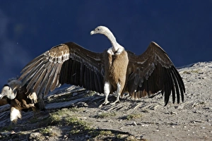 Images Dated 29th October 2007: Eurasian Griffon Vulture - with wings spread at feeding station. Pyrenees - Spain