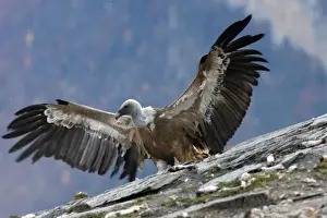 Eurasian Griffon Vulture - with wings spread at feeding station. Pyrenees - Spain