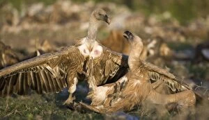 Images Dated 25th November 2008: Eurasian Griffon Vultures fighting at carcass