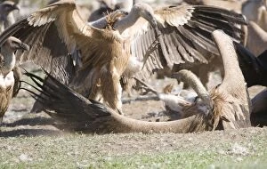 Images Dated 25th November 2008: Eurasian Griffon Vultures fighting at carcass