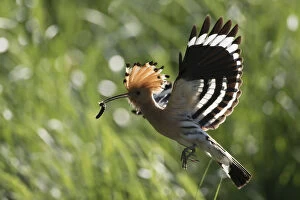 Brandenburg Gallery: Eurasian Hoopoe - adult bird in flight - Germany