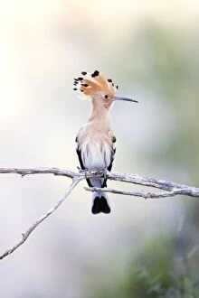 Eurasian Hoopoe - Perched with crest showing
