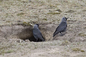 Images Dated 7th August 2020: Eurasian Jackdaw burrow 02