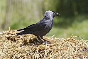 Images Dated 27th May 2006: Eurasian Jackdaw - looking for food. Alsace - France