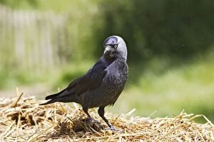 Images Dated 27th May 2006: Eurasian Jackdaw - looking for food. Alsace - France