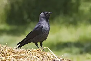 Eurasian Jackdaw - looking for food. Alsace - France