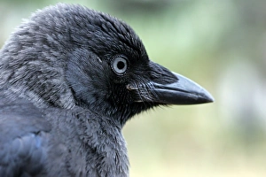 Images Dated 6th August 2004: Eurasian Jackdaw Vaucluse, Provence, PACA, France