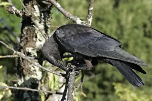 Eurasian Jackdaw. Vaucluse - Provence - PACA - France