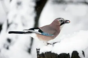 Food In Mouth Prints: Eurasian Jay - Eating peanuts in snow - Oxon - UK - February