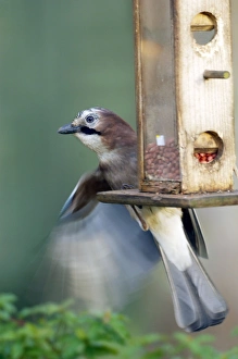 Images Dated 10th December 2005: Eurasian Jay - on nut feeder in garden UK