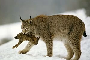 Catching Gallery: Eurasian Lynx - Carrying rabbit prey in mouth in snow