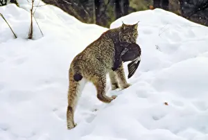 Eurasian Lynx - Catching pigeon prey in snow - Jura Mountains - eastern France JFL00197