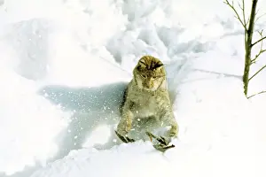 Eurasian Lynx - Catching pigeon prey in snow - Jura Mountains - eastern France JFL00198
