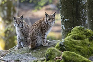 Eurasian Lynx - female with cub sitting on rock, alert, Bavarian Forest, Bavaria, Germany Date: 11-Feb-19