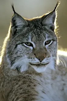 Eurasian Lynx - Jura Mountains - eastern France JFL00243