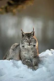 Predators Prints: Eurasian Lynx - Lying down in snow - Jura Mountains - eastern France JFL00234