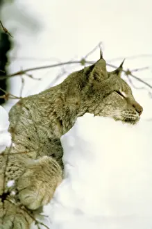 Eurasian Lynx - Lying down in snow - Jura Mountains - eastern France JFL0200
