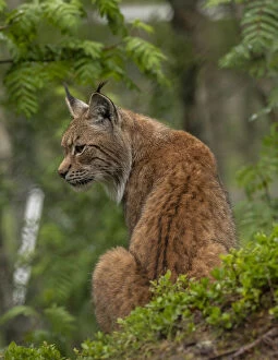Solitary Gallery: Eurasian lynx, Lynx lynx, in boreal woodland, Scandinavia. Date: 15-Apr-19