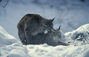 Images Dated 10th February 2005: Eurasian Lynx - Pair mating in snow Neuschonau Animal Park, Bavarian Forest, Germany