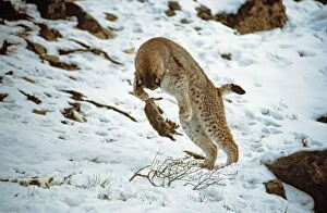 Catching Gallery: Eurasian Lynx - Playing with rabbit prey in snow