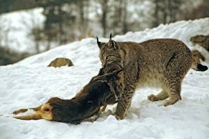 1 Gallery: Eurasian Lynx - With roe deer prey in snow