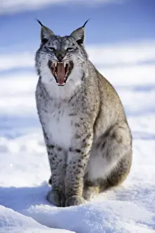 Yawning Prints: Eurasian Lynx - sitting in snow, yawning Hessen, Germany