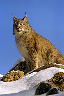 Eurasian Lynx - In snow - Jura Mountains - eastern France JFL00235