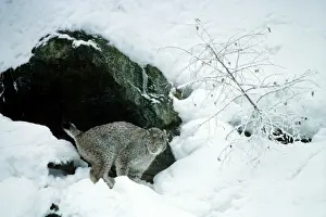 Eurasian Lynx - In snow male marking his territory - Jura Mountains - eastern France JFL00021