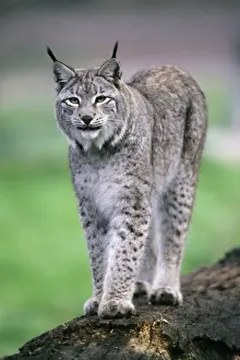 Eurasian Lynx - standing on tree stem Hessen, Germany