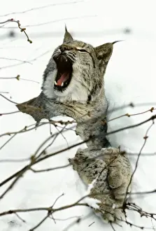 Eurasian Lynx - Yawning in snow - Jura Mountains - Eastern France JFL00020